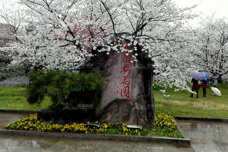 雨中櫻花1.jpg