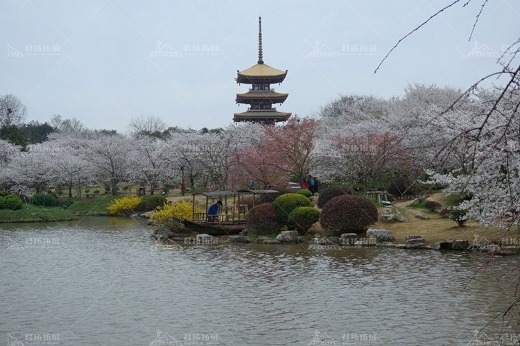 雨中櫻花4.jpg